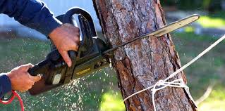 Best Tree Risk Assessment  in Charlottesville, VA