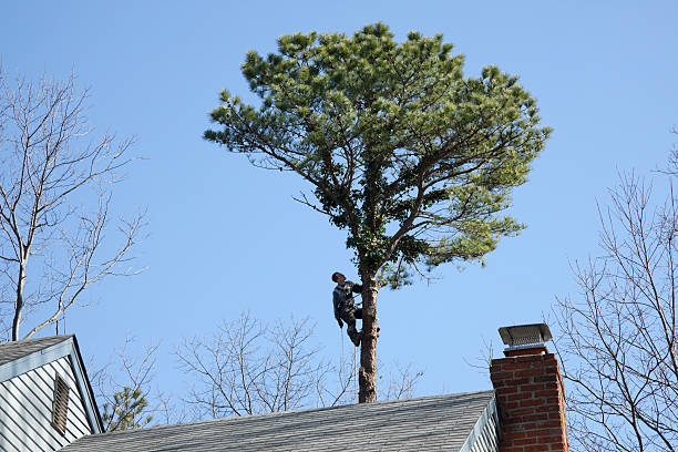 Best Storm Damage Tree Cleanup  in Charlottesville, VA